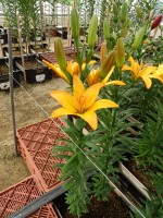 [5126 GoldTwin DJ No01.JPG]